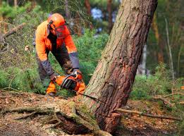 Best Tree Preservation Services  in Pierce, CO