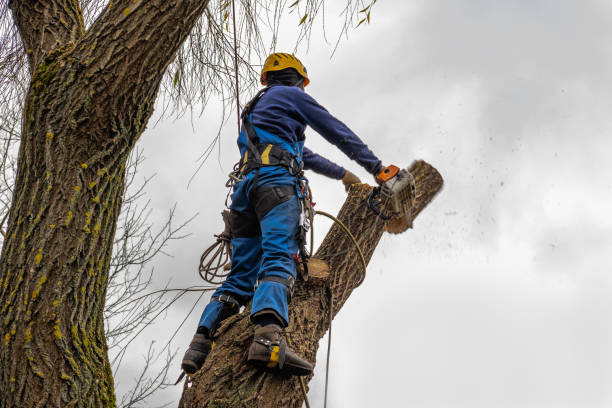 Pierce, CO Tree Removal Company