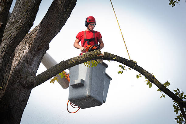 Best Tree Trimming and Pruning  in Pierce, CO